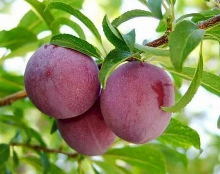 3 Cold Hardy American Plum Tree Live Plant, Prunus Americana, 2-3 Ft Tall, Dormant 3 Cold Hardy American Plum Tree Live Plant, Prunus Americana, 2-3 Ft Tall, Dormant - Image 3