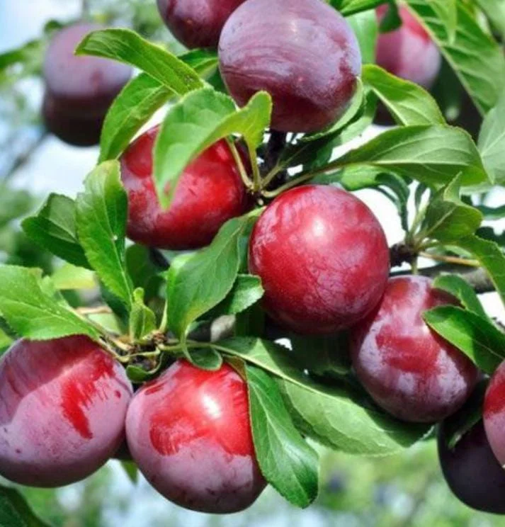 3 Cold Hardy American Plum Tree Live Plant, Prunus Americana, 2-3 Ft Tall, Dormant 3 Cold Hardy American Plum Tree Live Plant, Prunus Americana, 2-3 Ft Tall, Dormant - Image 4