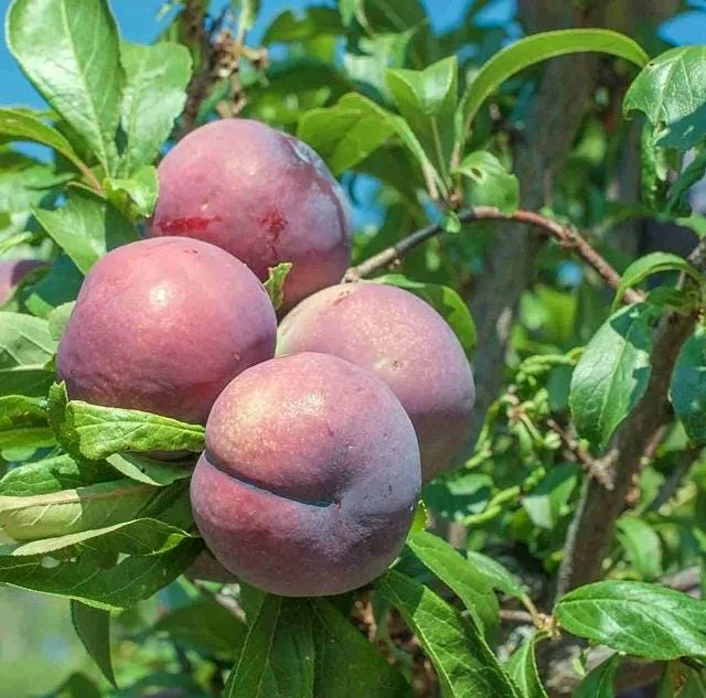 3 Cold Hardy American Plum Tree Live Plant, Prunus Americana, 2-3 Ft Tall, Dormant 3 Cold Hardy American Plum Tree Live Plant, Prunus Americana, 2-3 Ft Tall, Dormant - Image 5