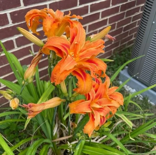 3 Double Orange Bloom Daylily Roots - Live Perennial Plant for Garden 3 Double Orange Bloom Daylily Roots - Live Perennial Plant for Garden - Image 2