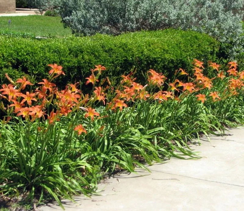 3 Double Orange Bloom Daylily Roots - Live Perennial Plant for Garden 3 Double Orange Bloom Daylily Roots - Live Perennial Plant for Garden - Image 3
