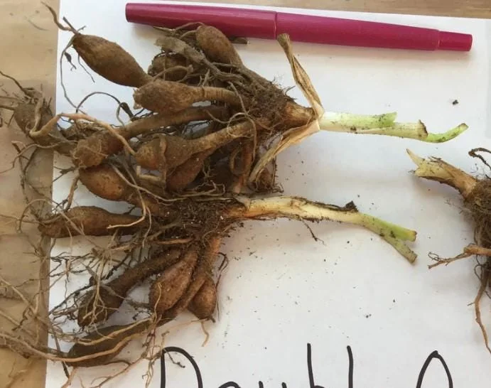 3 Double Orange Bloom Daylily Roots - Live Perennial Plant for Garden 3 Double Orange Bloom Daylily Roots - Live Perennial Plant for Garden - Image 4