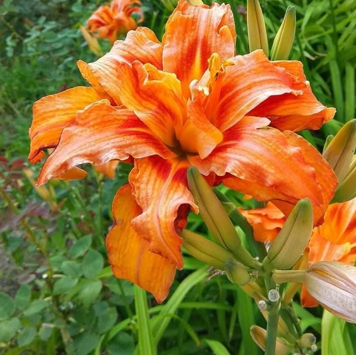 3 Double Orange Bloom Daylily Roots - Live Perennial Plant for Garden 3 Double Orange Bloom Daylily Roots - Live Perennial Plant for Garden - Image 1
