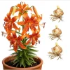3 Large Orange Tiger Lily Bulbs – Lilium Lancifolium – Perennial Flower Bulbs 14/16 cm - Image 1