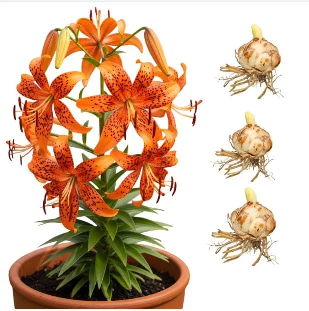 3 Large Orange Tiger Lily Bulbs – Lilium Lancifolium – Perennial Flower Bulbs 14/16 cm - Image 1