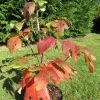 3 Sassafras Albidum Bare Root Plants 1-2 Ft Tall - White Sassafras Tree, Deciduous, Outdoor - Image 1
