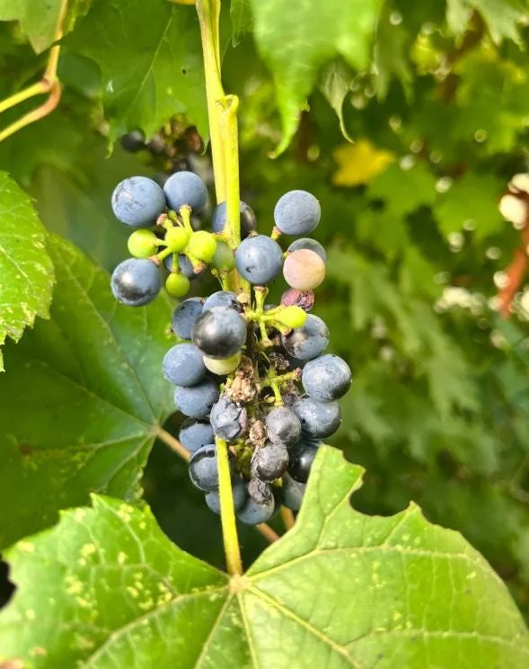 3 Wild Grape Vine Plants - Blue/Black Grapes, 1-2 Ft Tall, Dormant Live Plant, Outdoor 3 Wild Grape Vine Plants - Blue/Black Grapes, 1-2 Ft Tall, Dormant Live Plant, Outdoor - Image 10
