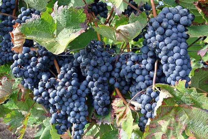 3 Wild Grape Vine Plants - Blue/Black Grapes, 1-2 Ft Tall, Dormant Live Plant, Outdoor 3 Wild Grape Vine Plants - Blue/Black Grapes, 1-2 Ft Tall, Dormant Live Plant, Outdoor - Image 3