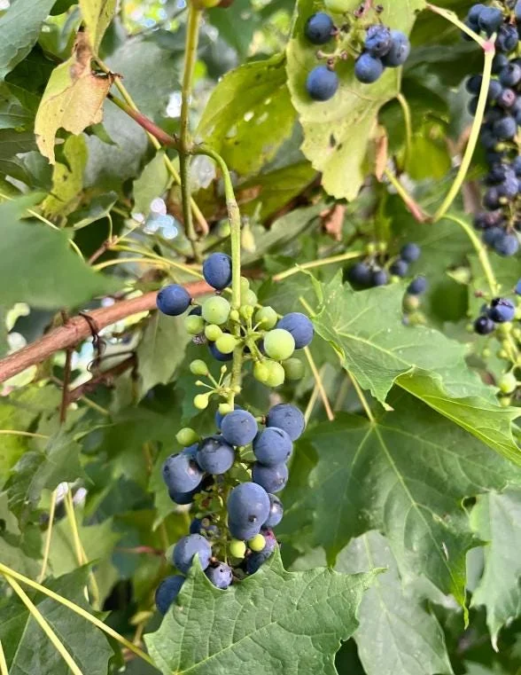 3 Wild Grape Vine Plants - Blue/Black Grapes, 1-2 Ft Tall, Dormant Live Plant, Outdoor 3 Wild Grape Vine Plants - Blue/Black Grapes, 1-2 Ft Tall, Dormant Live Plant, Outdoor - Image 4