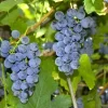 3 Wild Grape Vine Plants - Blue/Black Grapes, 1-2 Ft Tall, Dormant Live Plant, Outdoor - Image 1