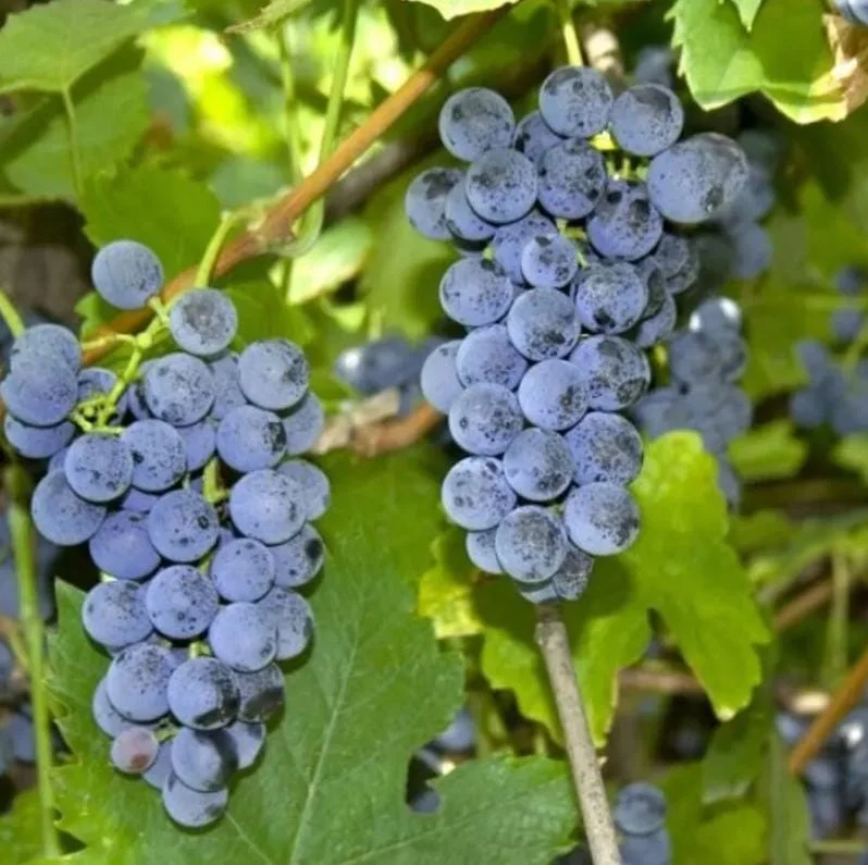 3 Wild Grape Vine Plants - Blue/Black Grapes, 1-2 Ft Tall, Dormant Live Plant, Outdoor - Image 1