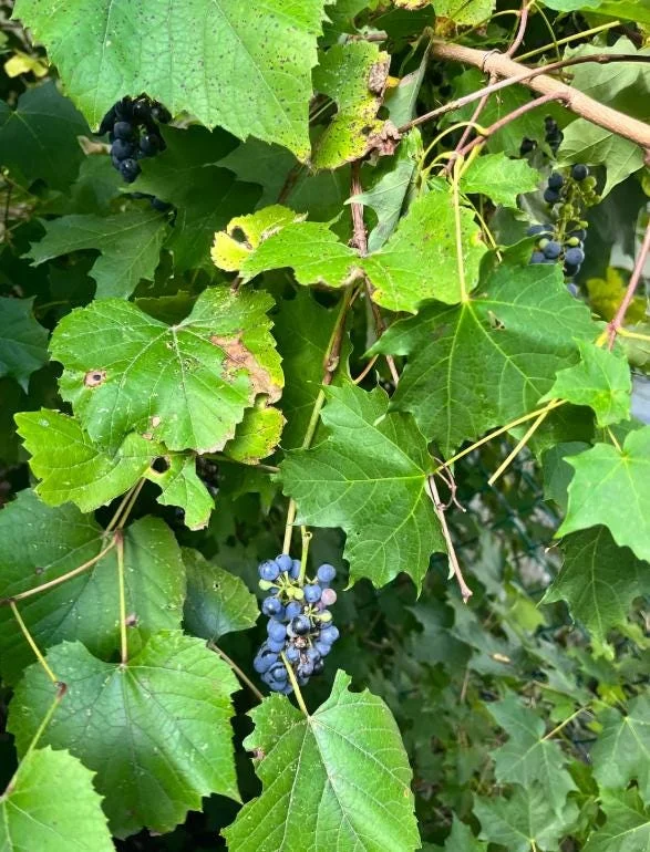 3 Wild Grape Vine Plants - Blue/Black Grapes, 1-2 Ft Tall, Dormant Live Plant, Outdoor 3 Wild Grape Vine Plants - Blue/Black Grapes, 1-2 Ft Tall, Dormant Live Plant, Outdoor - Image 5