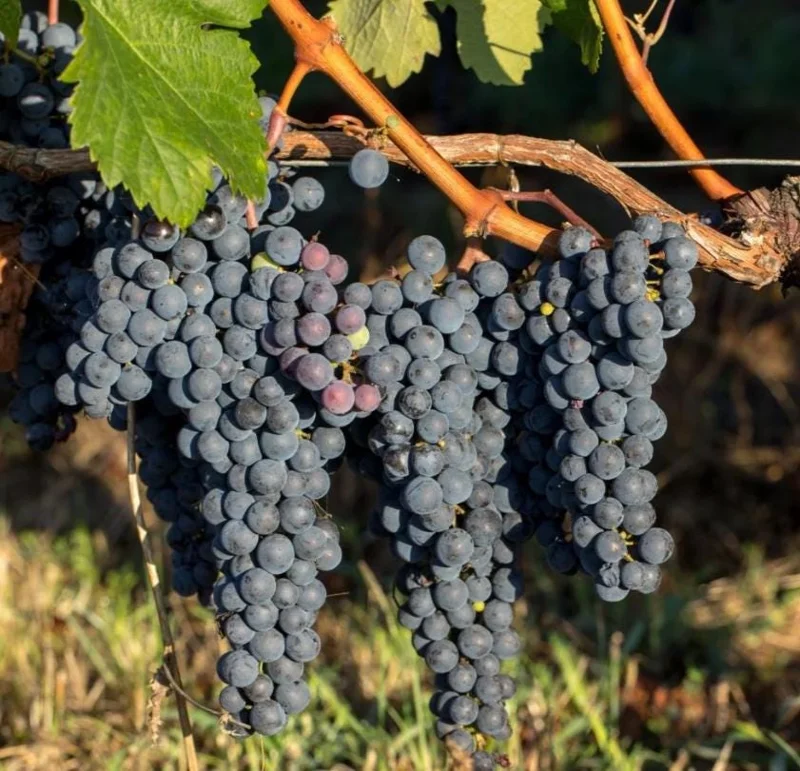 3 Wild Grape Vine Plants - Blue/Black Grapes, 1-2 Ft Tall, Dormant Live Plant, Outdoor 3 Wild Grape Vine Plants - Blue/Black Grapes, 1-2 Ft Tall, Dormant Live Plant, Outdoor - Image 7