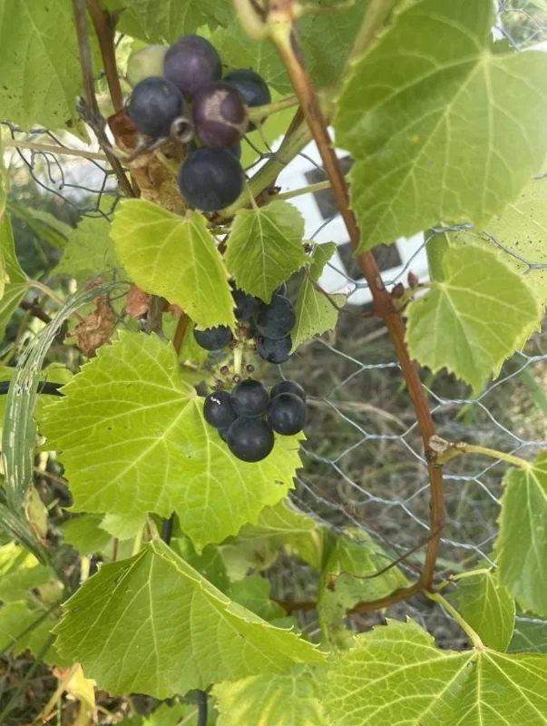 3 Wild Grape Vine Plants - Blue/Black Grapes, 1-2 Ft Tall, Dormant Live Plant, Outdoor 3 Wild Grape Vine Plants - Blue/Black Grapes, 1-2 Ft Tall, Dormant Live Plant, Outdoor - Image 8