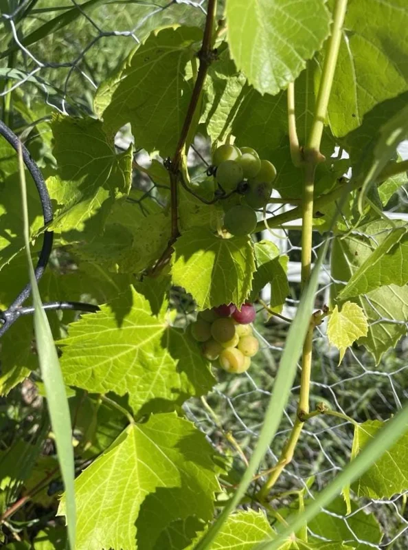 3 Wild Grape Vine Plants - Blue/Black Grapes, 1-2 Ft Tall, Dormant Live Plant, Outdoor 3 Wild Grape Vine Plants - Blue/Black Grapes, 1-2 Ft Tall, Dormant Live Plant, Outdoor - Image 9
