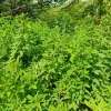 35 Chipilin Seeds for Planting - Rare Guatemalan Giant Edible Herb, Yellow Flowers - Image 1
