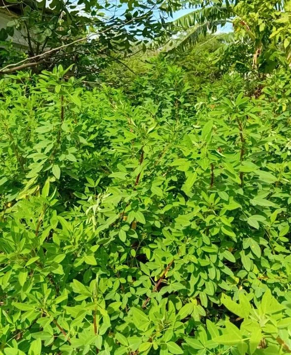 35 Chipilin Seeds for Planting - Rare Guatemalan Giant Edible Herb, Yellow Flowers - Image 1