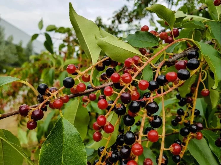 4 Black Cherry Trees Live Plant, Prunus Serotina, Sweet Fruit, 2-3 Ft Tall, Dormant 4 Black Cherry Trees Live Plant, Prunus Serotina, Sweet Fruit, 2-3 Ft Tall, Dormant - Image 10