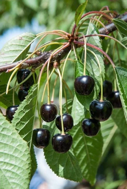 4 Black Cherry Trees Live Plant, Prunus Serotina, Sweet Fruit, 2-3 Ft Tall, Dormant - Image 2