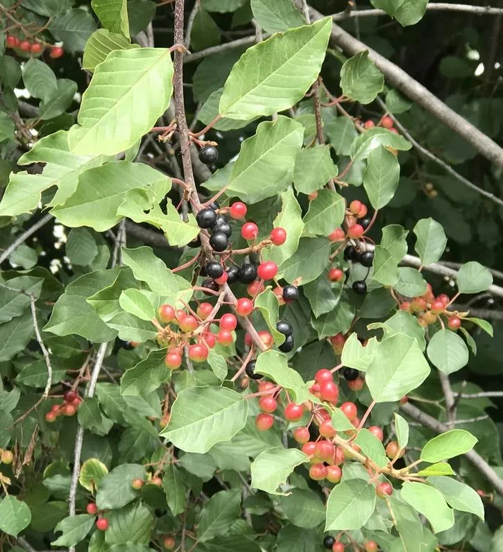 4 Black Cherry Trees Live Plant, Prunus Serotina, Sweet Fruit, 2-3 Ft Tall, Dormant 4 Black Cherry Trees Live Plant, Prunus Serotina, Sweet Fruit, 2-3 Ft Tall, Dormant - Image 4