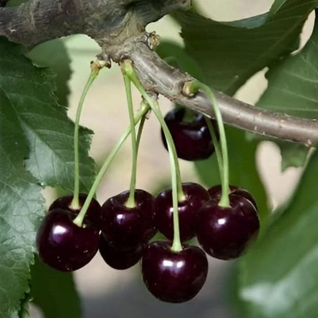 4 Black Cherry Trees Live Plant, Prunus Serotina, Sweet Fruit, 2-3 Ft Tall, Dormant 4 Black Cherry Trees Live Plant, Prunus Serotina, Sweet Fruit, 2-3 Ft Tall, Dormant - Image 5