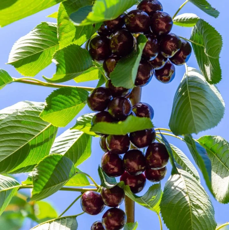 4 Black Cherry Trees Live Plant, Prunus Serotina, Sweet Fruit, 2-3 Ft Tall, Dormant 4 Black Cherry Trees Live Plant, Prunus Serotina, Sweet Fruit, 2-3 Ft Tall, Dormant - Image 6