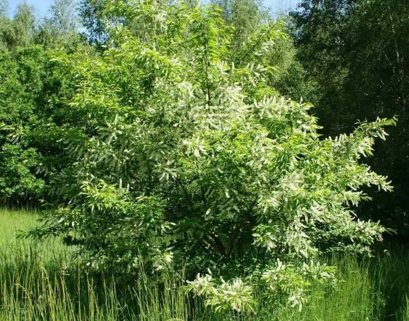 4 Black Cherry Trees Live Plant, Prunus Serotina, Sweet Fruit, 2-3 Ft Tall, Dormant 4 Black Cherry Trees Live Plant, Prunus Serotina, Sweet Fruit, 2-3 Ft Tall, Dormant - Image 7