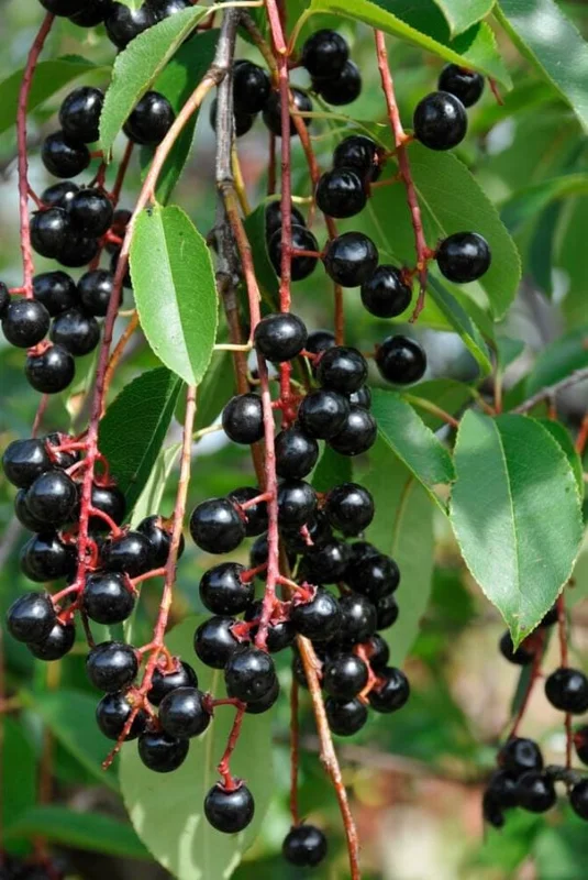 4 Black Cherry Trees Live Plant, Prunus Serotina, Sweet Fruit, 2-3 Ft Tall, Dormant 4 Black Cherry Trees Live Plant, Prunus Serotina, Sweet Fruit, 2-3 Ft Tall, Dormant - Image 8