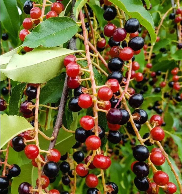 4 Black Cherry Trees Live Plant, Prunus Serotina, Sweet Fruit, 2-3 Ft Tall, Dormant 4 Black Cherry Trees Live Plant, Prunus Serotina, Sweet Fruit, 2-3 Ft Tall, Dormant - Image 9