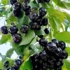 4 Black Cherry Trees Live Plant, Prunus Serotina, Sweet Fruit, 2-3 Ft Tall, Dormant 4 Black Cherry Trees Live Plant, Prunus Serotina, Sweet Fruit, 2-3 Ft Tall, Dormant - Image 1