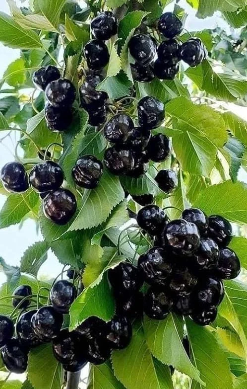 4 Black Cherry Trees Live Plant, Prunus Serotina, Sweet Fruit, 2-3 Ft Tall, Dormant - Image 1