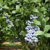 4 Emerald Blueberry Live Plants (Vaccinium corymbosum) – Southern Highbush – 4-6" Tall - Image 1