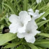 4 Katie's Dwarf White Ruellia Live Starter Plants, Mexican Petunia, White Flowers, 4-9 Inch Tall - Image 1