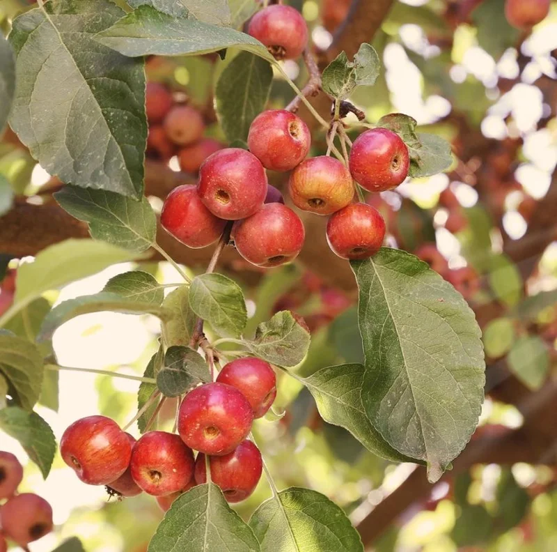 4 Sargent Roselow Crabapple Trees Live Plant Malus Sargentii, 6-12" Tall, Outdoor 4 Sargent Roselow Crabapple Trees Live Plant Malus Sargentii, 6-12" Tall, Outdoor - Image 4