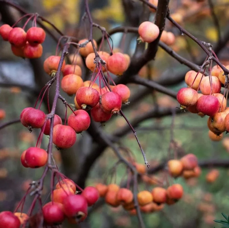 4 Sargent Roselow Crabapple Trees Live Plant Malus Sargentii, 6-12" Tall, Outdoor 4 Sargent Roselow Crabapple Trees Live Plant Malus Sargentii, 6-12" Tall, Outdoor - Image 5