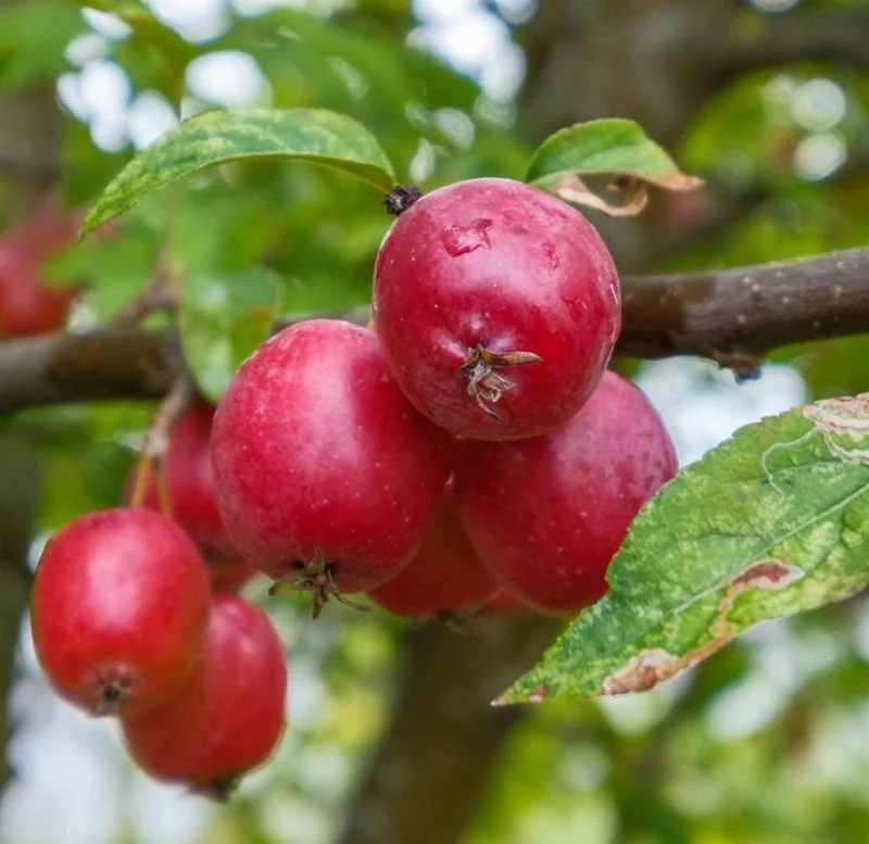 4 Sargent Roselow Crabapple Trees Live Plant Malus Sargentii, 6-12" Tall, Outdoor 4 Sargent Roselow Crabapple Trees Live Plant Malus Sargentii, 6-12" Tall, Outdoor - Image 6