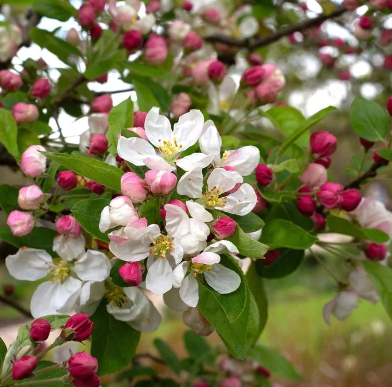 4 Sargent Roselow Crabapple Trees Live Plant Malus Sargentii, 6-12" Tall, Outdoor 4 Sargent Roselow Crabapple Trees Live Plant Malus Sargentii, 6-12" Tall, Outdoor - Image 7