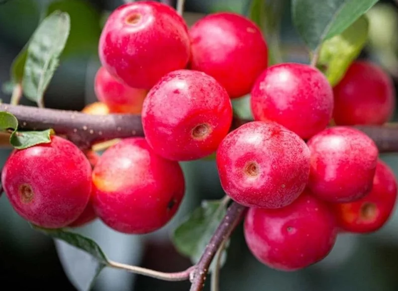 4 Sargent Roselow Crabapple Trees Live Plant Malus Sargentii, 6-12" Tall, Outdoor 4 Sargent Roselow Crabapple Trees Live Plant Malus Sargentii, 6-12" Tall, Outdoor - Image 8