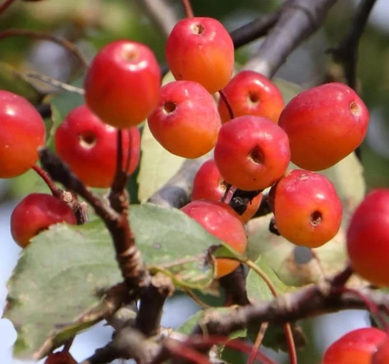4 Sargent Roselow Crabapple Trees Live Plant Malus Sargentii, 6-12" Tall, Outdoor 4 Sargent Roselow Crabapple Trees Live Plant Malus Sargentii, 6-12" Tall, Outdoor - Image 9