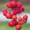 4 Sargent Roselow Crabapple Trees Live Plant Malus Sargentii, 6-12" Tall, Outdoor - Image 1