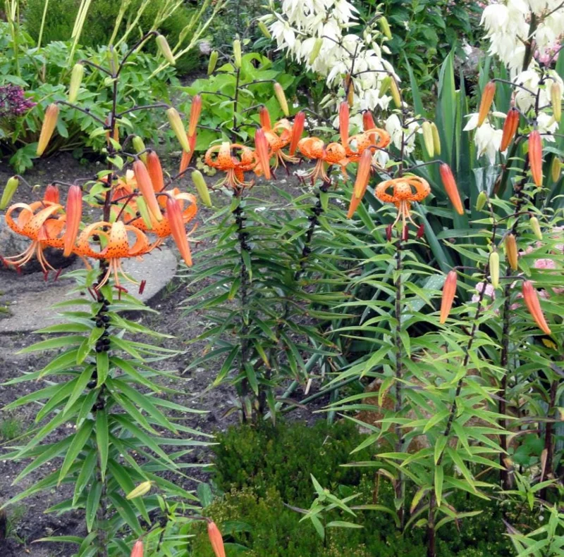 4 Tiger Lily Bulbs (Lilium lancifolium 'Splendens') - Large 14-16cm Orange Lilies 4 Tiger Lily Bulbs (Lilium lancifolium 'Splendens') - Large 14-16cm Orange Lilies - Image 10