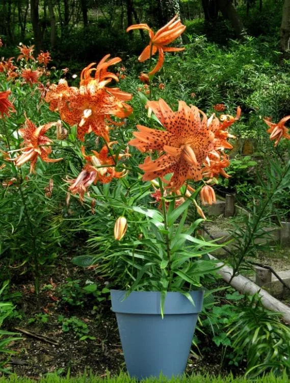 4 Tiger Lily Bulbs (Lilium lancifolium 'Splendens') - Large 14-16cm Orange Lilies 4 Tiger Lily Bulbs (Lilium lancifolium 'Splendens') - Large 14-16cm Orange Lilies - Image 2