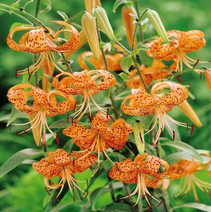 4 Tiger Lily Bulbs (Lilium lancifolium 'Splendens') - Large 14-16cm Orange Lilies 4 Tiger Lily Bulbs (Lilium lancifolium 'Splendens') - Large 14-16cm Orange Lilies - Image 3