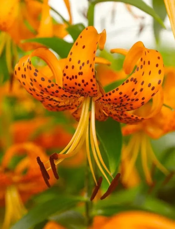 4 Tiger Lily Bulbs (Lilium lancifolium 'Splendens') - Large 14-16cm Orange Lilies 4 Tiger Lily Bulbs (Lilium lancifolium 'Splendens') - Large 14-16cm Orange Lilies - Image 4
