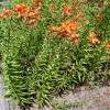 4 Tiger Lily Bulbs (Lilium lancifolium 'Splendens') - Large 14-16cm Orange Lilies - Image 1