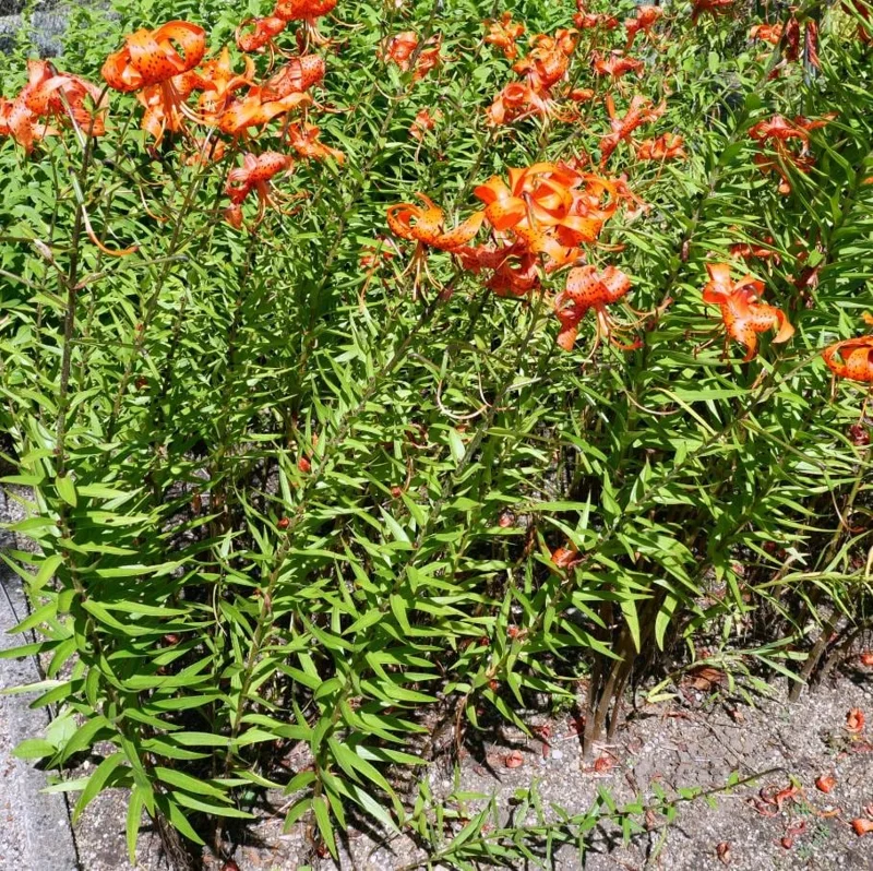 4 Tiger Lily Bulbs (Lilium lancifolium 'Splendens') - Large 14-16cm Orange Lilies 4 Tiger Lily Bulbs (Lilium lancifolium 'Splendens') - Large 14-16cm Orange Lilies - Image 1