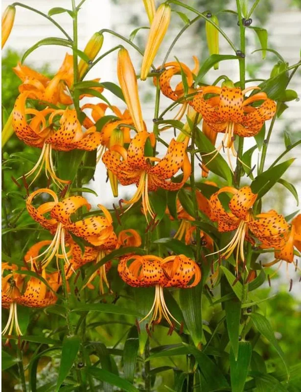 4 Tiger Lily Bulbs (Lilium lancifolium 'Splendens') - Large 14-16cm Orange Lilies 4 Tiger Lily Bulbs (Lilium lancifolium 'Splendens') - Large 14-16cm Orange Lilies - Image 5