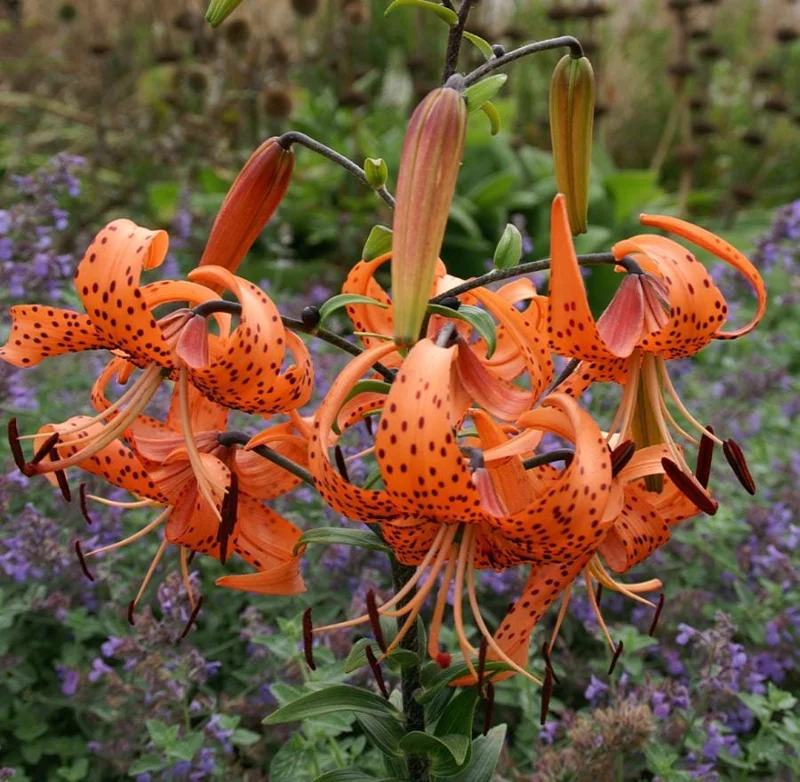 4 Tiger Lily Bulbs (Lilium lancifolium 'Splendens') - Large 14-16cm Orange Lilies 4 Tiger Lily Bulbs (Lilium lancifolium 'Splendens') - Large 14-16cm Orange Lilies - Image 6