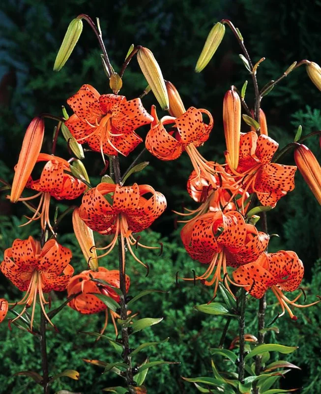 4 Tiger Lily Bulbs (Lilium lancifolium 'Splendens') - Large 14-16cm Orange Lilies 4 Tiger Lily Bulbs (Lilium lancifolium 'Splendens') - Large 14-16cm Orange Lilies - Image 7