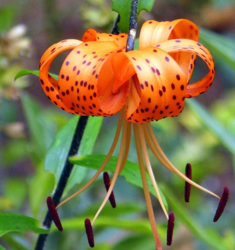 4 Tiger Lily Bulbs (Lilium lancifolium 'Splendens') - Large 14-16cm Orange Lilies 4 Tiger Lily Bulbs (Lilium lancifolium 'Splendens') - Large 14-16cm Orange Lilies - Image 8